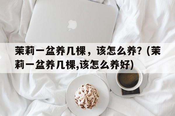 茉莉一盆养几棵，该怎么养？(茉莉一盆养几棵,该怎么养好)