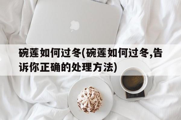 碗莲如何过冬(碗莲如何过冬,告诉你正确的处理方法)