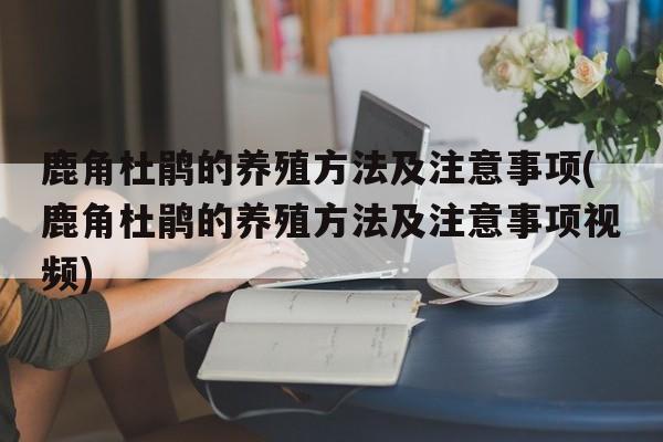 鹿角杜鹃的养殖方法及注意事项(鹿角杜鹃的养殖方法及注意事项视频)