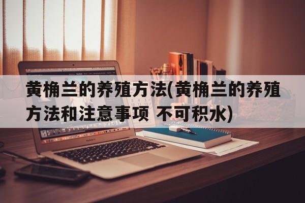 黄桷兰的养殖方法(黄桷兰的养殖方法和注意事项 不可积水)