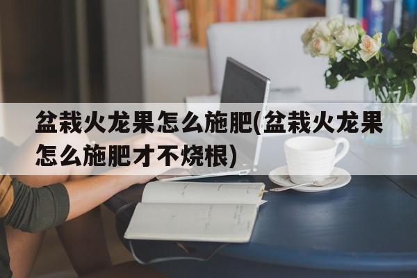 盆栽火龙果怎么施肥(盆栽火龙果怎么施肥才不烧根)