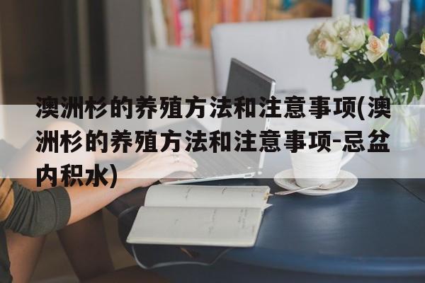 澳洲杉的养殖方法和注意事项(澳洲杉的养殖方法和注意事项-忌盆内积水)