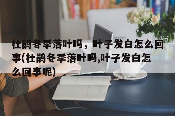 杜鹃冬季落叶吗，叶子发白怎么回事(杜鹃冬季落叶吗,叶子发白怎么回事呢)