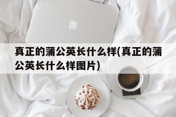 真正的蒲公英长什么样(真正的蒲公英长什么样图片)