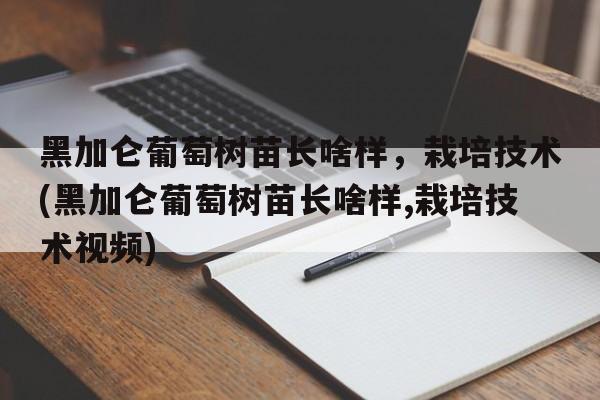 黑加仑葡萄树苗长啥样，栽培技术(黑加仑葡萄树苗长啥样,栽培技术视频)