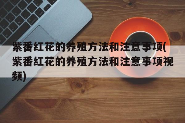 紫番红花的养殖方法和注意事项(紫番红花的养殖方法和注意事项视频)