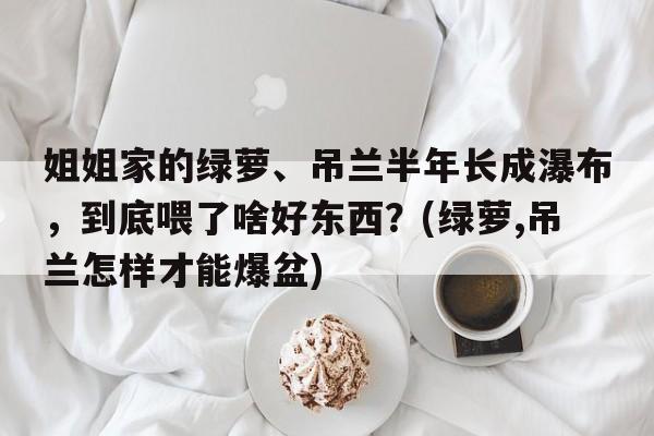 姐姐家的绿萝、吊兰半年长成瀑布，到底喂了啥好东西？(绿萝,吊兰怎样才能爆盆)