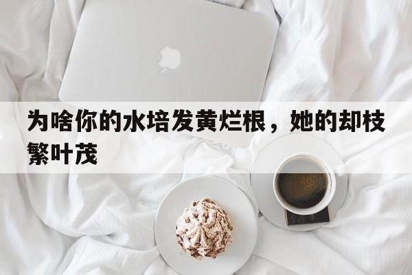 为啥你的水培发黄烂根，她的却枝繁叶茂