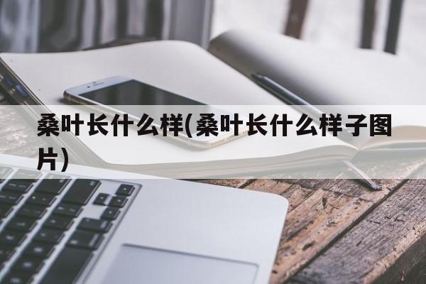 桑叶长什么样(桑叶长什么样子图片)