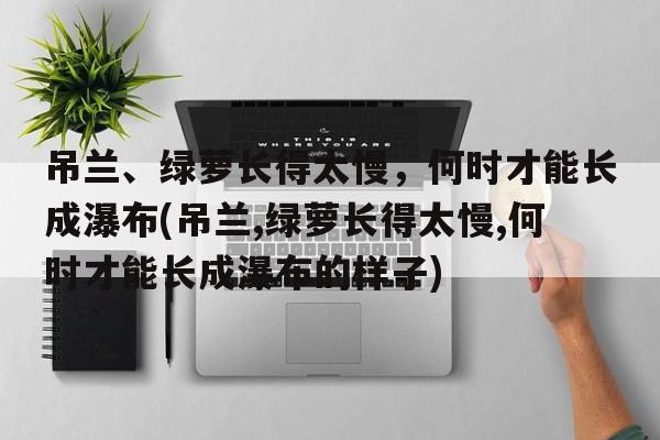 吊兰、绿萝长得太慢，何时才能长成瀑布(吊兰,绿萝长得太慢,何时才能长成瀑布的样子)