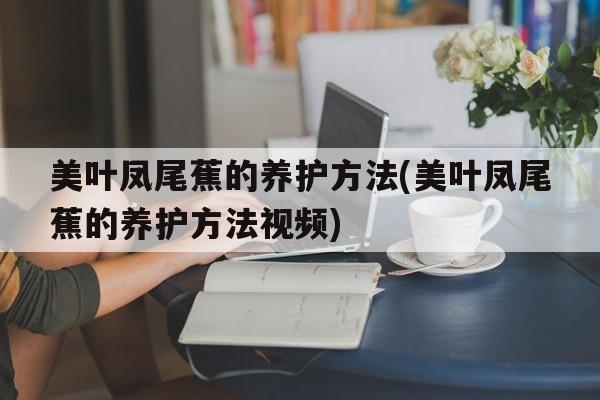 美叶凤尾蕉的养护方法(美叶凤尾蕉的养护方法视频)