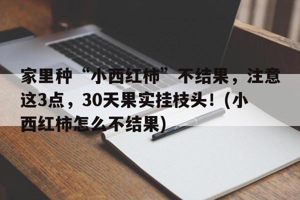 家里种“小西红柿”不结果，注意这3点，30天果实挂枝头！(小西红柿怎么不结果)