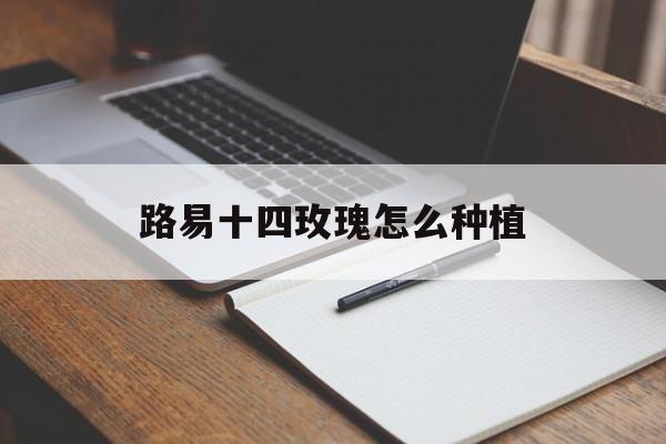 路易十四玫瑰怎么种植