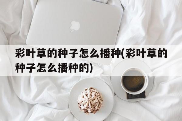 彩叶草的种子怎么播种(彩叶草的种子怎么播种的)