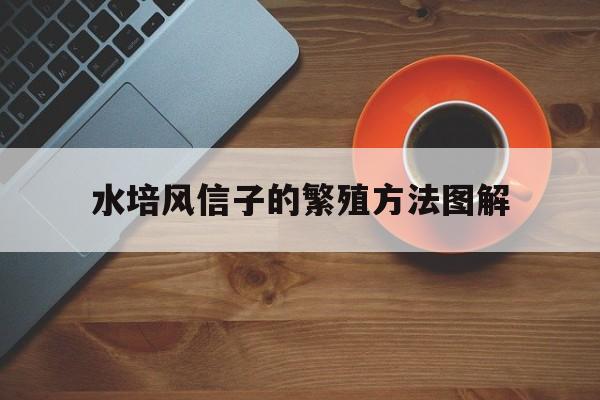 水培风信子的繁殖方法图解