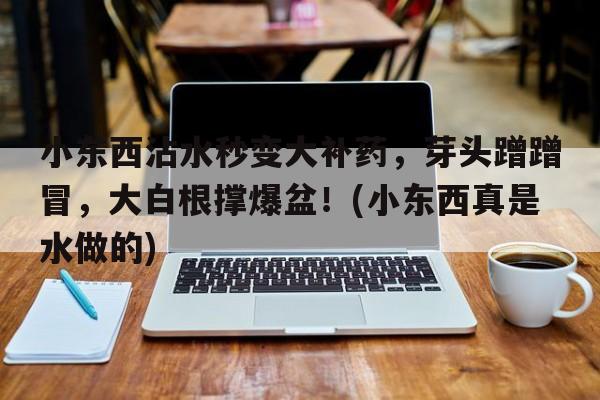 小东西沾水秒变大补药，芽头蹭蹭冒，大白根撑爆盆！(小东西真是水做的)