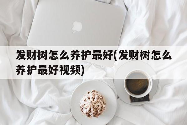 发财树怎么养护最好(发财树怎么养护最好视频)