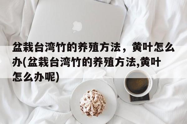 盆栽台湾竹的养殖方法，黄叶怎么办(盆栽台湾竹的养殖方法,黄叶怎么办呢)