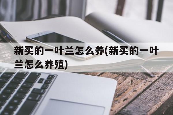 新买的一叶兰怎么养(新买的一叶兰怎么养殖)