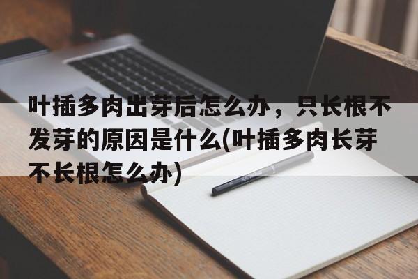 叶插多肉出芽后怎么办，只长根不发芽的原因是什么(叶插多肉长芽不长根怎么办)