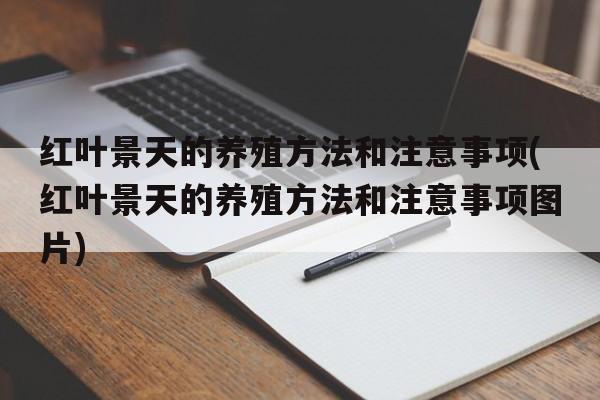 红叶景天的养殖方法和注意事项(红叶景天的养殖方法和注意事项图片)