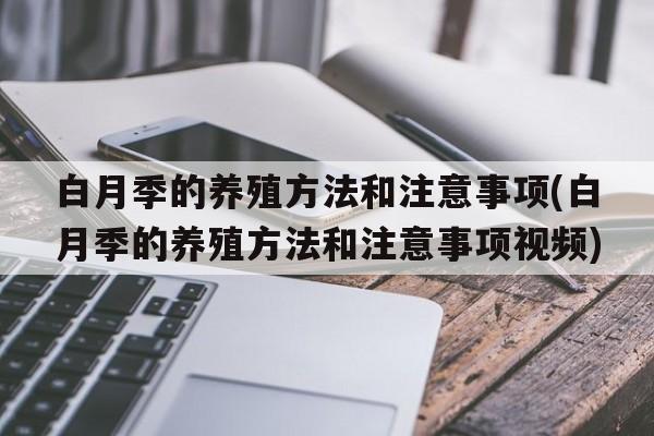 白月季的养殖方法和注意事项(白月季的养殖方法和注意事项视频)