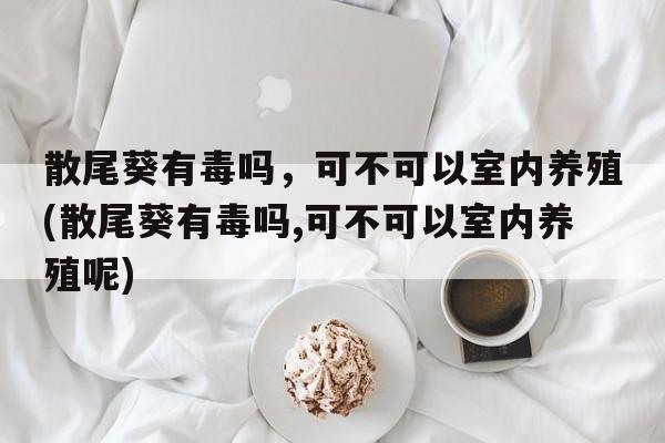 散尾葵有毒吗，可不可以室内养殖(散尾葵有毒吗,可不可以室内养殖呢)