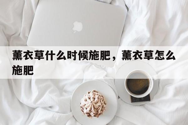 薰衣草什么时候施肥，薰衣草怎么施肥