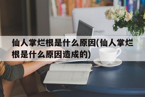 仙人掌烂根是什么原因(仙人掌烂根是什么原因造成的)