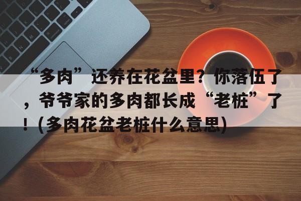 “多肉”还养在花盆里？你落伍了，爷爷家的多肉都长成“老桩”了！(多肉花盆老桩什么意思)