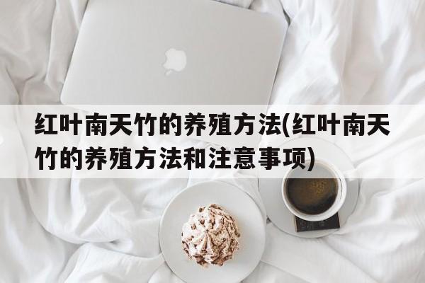 红叶南天竹的养殖方法(红叶南天竹的养殖方法和注意事项)