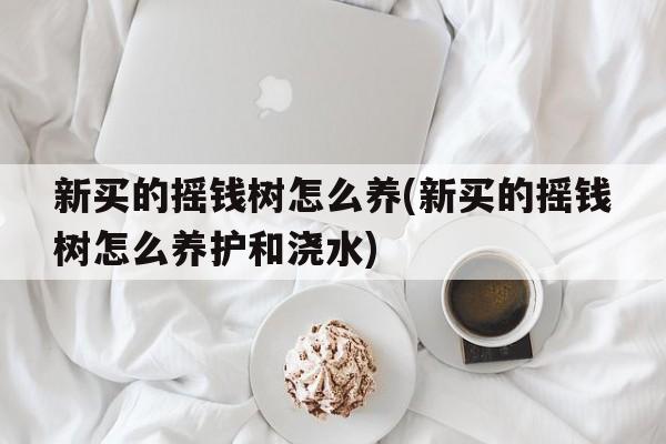 新买的摇钱树怎么养(新买的摇钱树怎么养护和浇水)