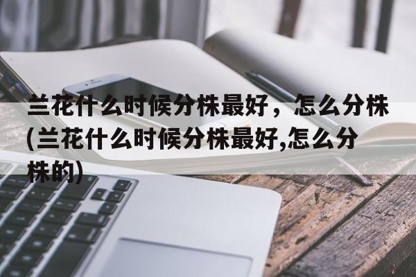 兰花什么时候分株最好，怎么分株(兰花什么时候分株最好,怎么分株的)