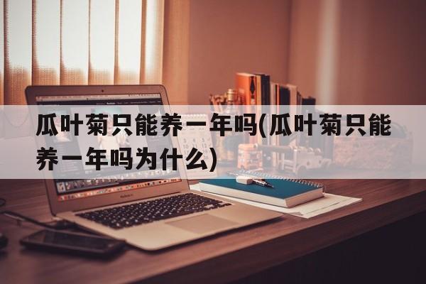 瓜叶菊只能养一年吗(瓜叶菊只能养一年吗为什么)