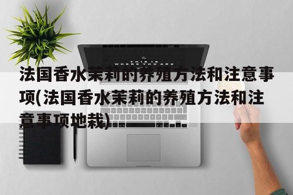 法国香水茉莉的养殖方法和注意事项(法国香水茉莉的养殖方法和注意事项地栽)