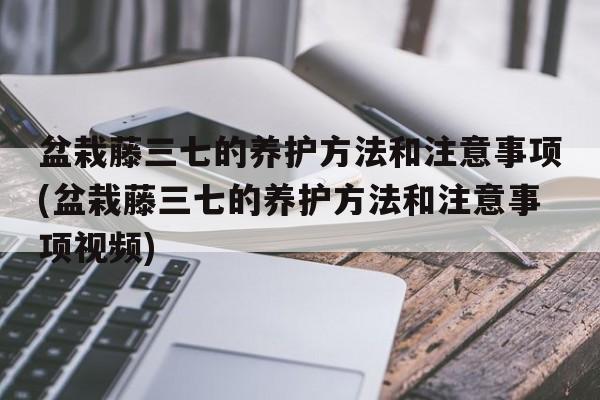 盆栽藤三七的养护方法和注意事项(盆栽藤三七的养护方法和注意事项视频)