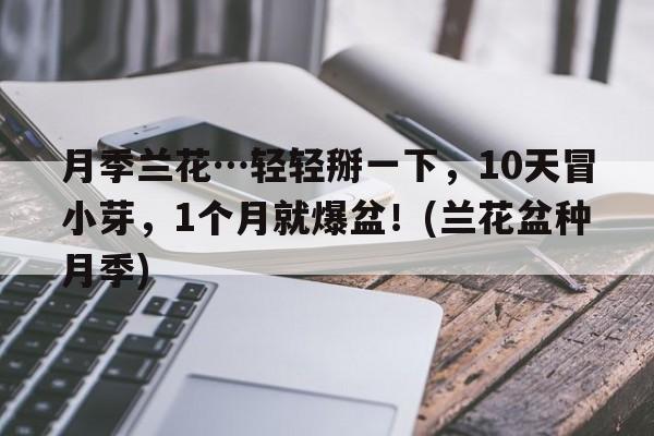 月季兰花…轻轻掰一下，10天冒小芽，1个月就爆盆！(兰花盆种月季)