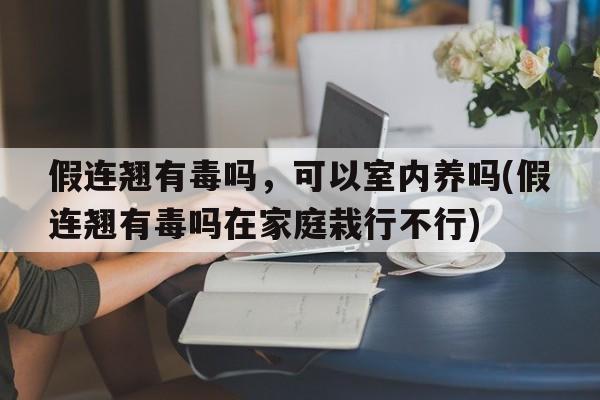 假连翘有毒吗，可以室内养吗(假连翘有毒吗在家庭栽行不行)