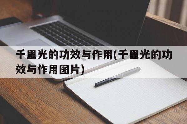 千里光的功效与作用(千里光的功效与作用图片)