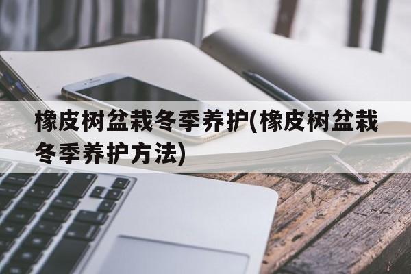 橡皮树盆栽冬季养护(橡皮树盆栽冬季养护方法)