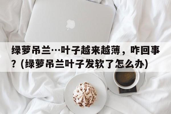 绿萝吊兰…叶子越来越薄，咋回事？(绿萝吊兰叶子发软了怎么办)