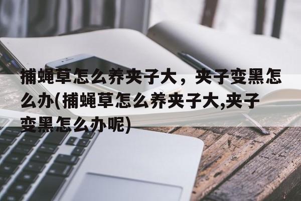 捕蝇草怎么养夹子大，夹子变黑怎么办(捕蝇草怎么养夹子大,夹子变黑怎么办呢)