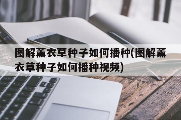 图解薰衣草种子如何播种(图解薰衣草种子如何播种视频)