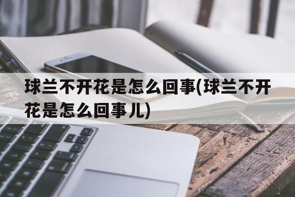 球兰不开花是怎么回事(球兰不开花是怎么回事儿)