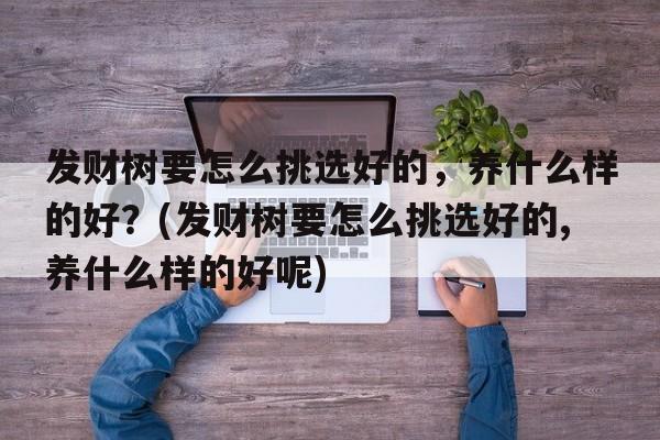 发财树要怎么挑选好的，养什么样的好？(发财树要怎么挑选好的,养什么样的好呢)