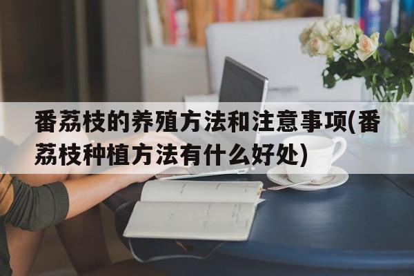 番荔枝的养殖方法和注意事项(番荔枝种植方法有什么好处)