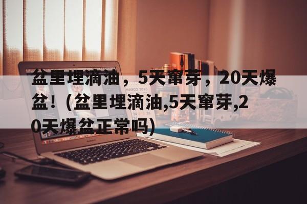 盆里埋滴油，5天窜芽，20天爆盆！(盆里埋滴油,5天窜芽,20天爆盆正常吗)