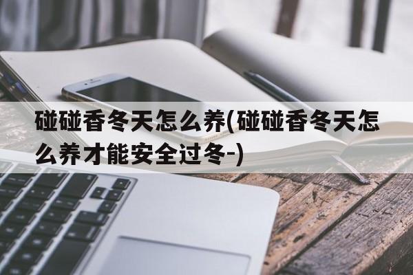 碰碰香冬天怎么养(碰碰香冬天怎么养才能安全过冬-)