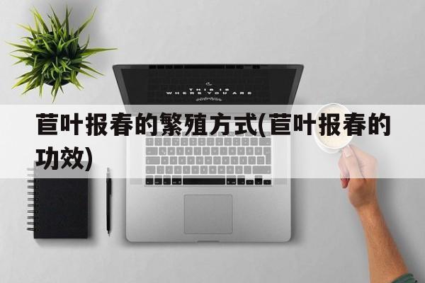 苣叶报春的繁殖方式(苣叶报春的功效)