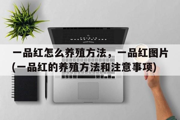 一品红怎么养殖方法，一品红图片(一品红的养殖方法和注意事项)